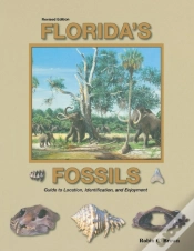 Capa do artigo Florida