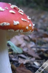 Fly Agaric Mushroom On The Forest Floor