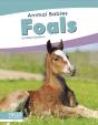 Foals - Preview