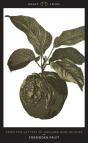 Forbidden Fruit - Preview