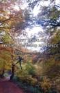Forest Folklore, Mythology And Romance - Preview