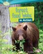 Forest Food Webs In Action - Preview