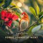 Forest Sounds At Night - Preview