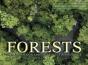 Forests - Preview