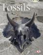 Fossils (Gold A ) 6-Pacg - Preview