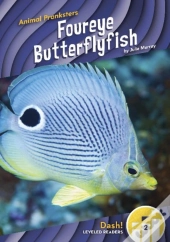 Foureye Butterflyfish