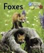 Foxes - Preview