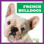 French Bulldogs - Preview