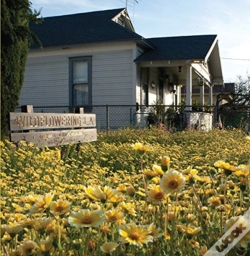 Capa do artigo Fritz Haeg - Wildflowering L.A.
