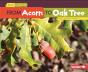 From Acorn To Oak Tree - Preview