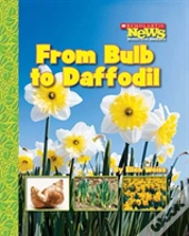 From Bulb To Daffodil