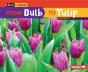 From Bulb To Tulip - Preview