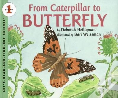 From Caterpillar To Butterfly Big Book