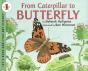 From Caterpillar To Butterfly Big Book - Preview