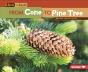 From Cone To Pine Tree - Preview
