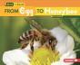From Egg To Honeybee - Preview