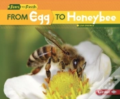 Capa do artigo From Egg To Honeybee
