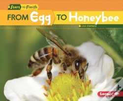 Capa do artigo From Egg To Honeybee