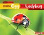 From Egg To Ladybug - Preview