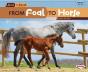 From Foal To Horse - Preview