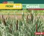 From Seed To Cattail - Preview