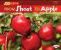 From Shoot To Apple - Preview