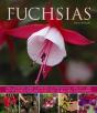 Fuchsias - Preview