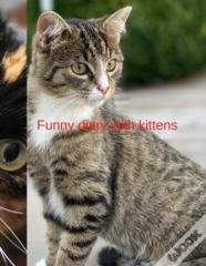 Funny Diary With Kittens