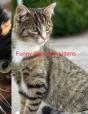 Funny Diary With Kittens - Preview