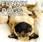 Funny Pugs Calendar 2021 - Preview