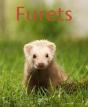 Furets - Preview
