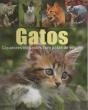 Gatos - Preview