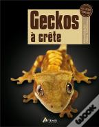 Geckos À Crête