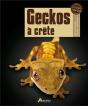 Geckos À Crête - Preview