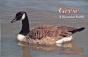 Geese - Preview