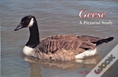 Geese