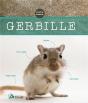 Gerbille - Preview