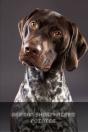 German Shorthaired Pointer - Preview