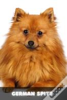 German Spitz