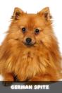 German Spitz - Preview