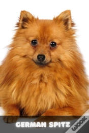 Capa do artigo German Spitz
