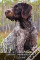 German Wirehaired Pointer