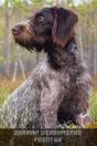 German Wirehaired Pointer - Preview
