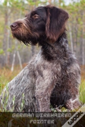German Wirehaired Pointer