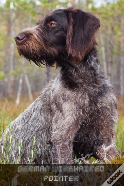 Capa do artigo German Wirehaired Pointer