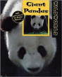 Giant Pandas - Preview