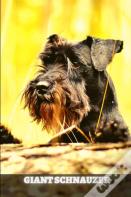 Giant Schnauzer