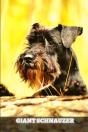 Giant Schnauzer - Preview