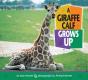 Giraffe Calf Grows Up - Preview