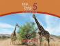 Giraffe - Preview